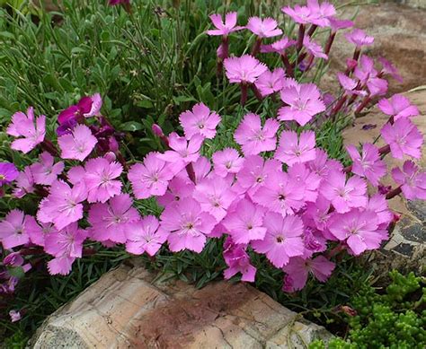 Dianthus Gratianopolitanus La Bourboule Kallima Alpines And All