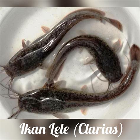 arti mimpi melihat ikan lele besar sekali 7