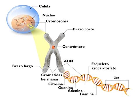 Estructura de un cromosoma