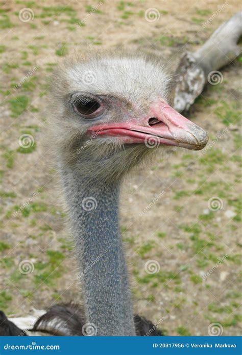 Ostrich stock photo. Image of eating, neck, animal, ostrich - 20317956