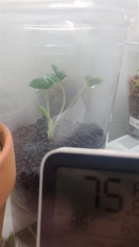 New TC babies !! : r/RareHouseplants