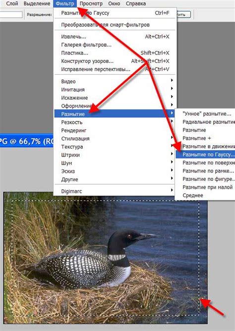 Размытая Рамка Для Фото — Картинки фотографии