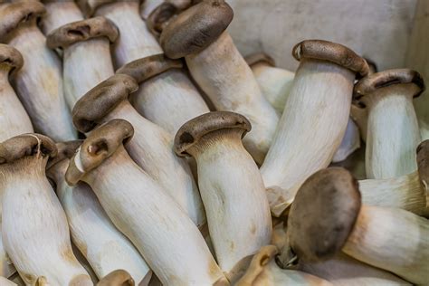 Edible Mushrooms Pictures