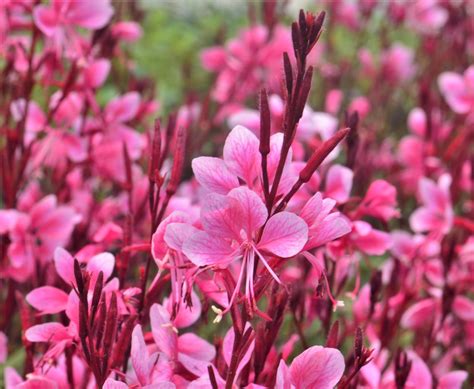 Wand Flower Gaura Lindheimeri Light Pink From Hillcrest Nursery