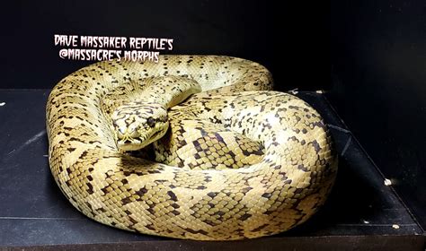 Morelia heads, who's all on here? - Carpet Pythons - MorphMarket ...