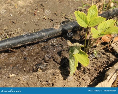 Irrigação Por Gotejamento De Morangos Gotas De água Pingando De Uma