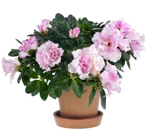 Цветы в горшке