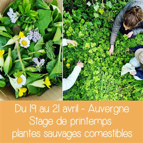 Stage J Plantes Sauvages Comestibles Du Printemps Auvergne