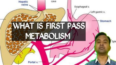 What Is First Pass Metabolism In Hindi Youtube