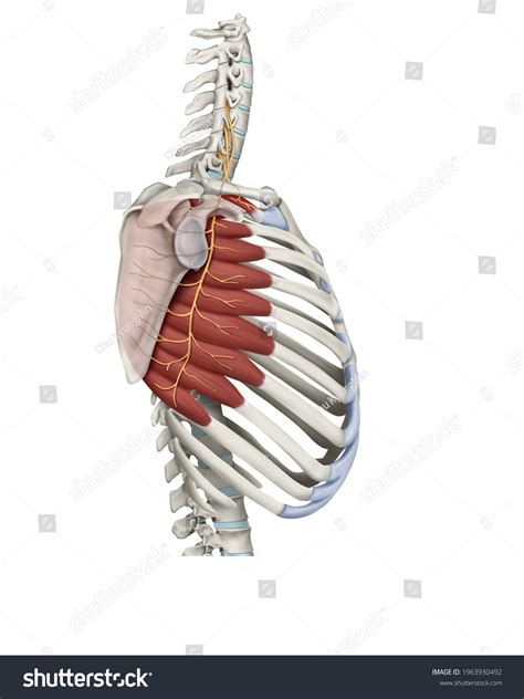 Long Thoracic Nerve Diagram