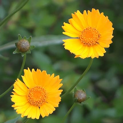 Кореопсис: виды, выращивание и уход - Flowers.ua