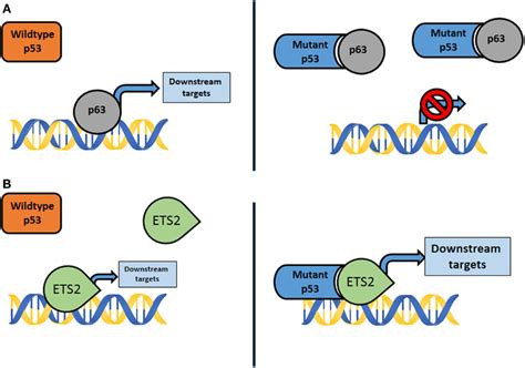 A Mutant P53 Interacts With Transcription Factors Not Normally Bound Download Scientific