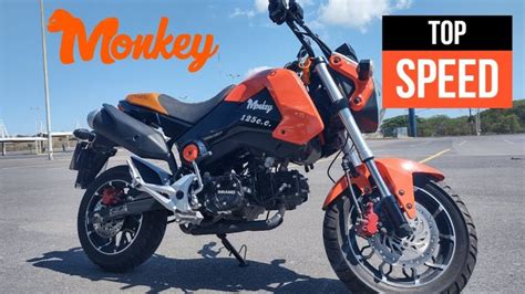 Quieres Velocidad Descubre La Honda Monkey 125 Y Su Sorprendente