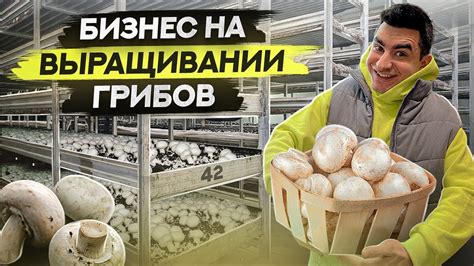 Выращивание шампиньонов. Бизнес в Челябинске на выращивании грибов ...