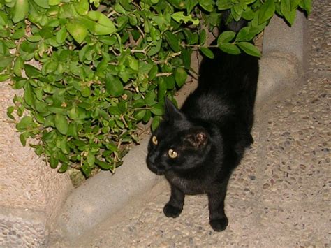 Cat In The Alhambra Granada