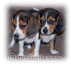 Do Beagle Puppies Bark A Lot