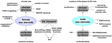 Biomolecules Free Full Text Y It Matters—sex Differences In Fetal Lung Development