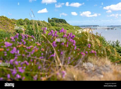 Ham Common Poole Hi Res Stock Photography And Images Alamy