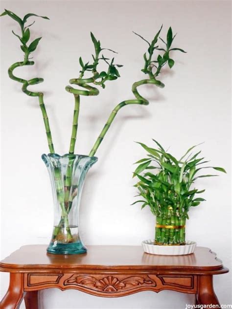 How To Care For Lucky Bamboo Joy Us Garden Care Propagation And