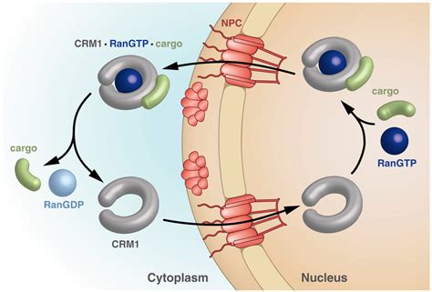 Cells Free Full Text Structural Basis Of Targeting The Exportin