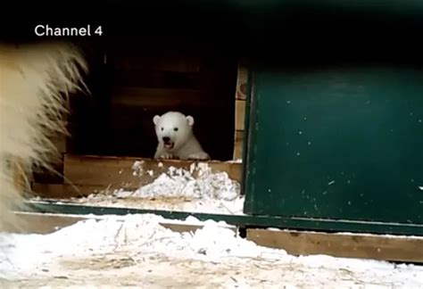 Watch Adorable First Footage Of Scottish Polar Bear Cub At Highland