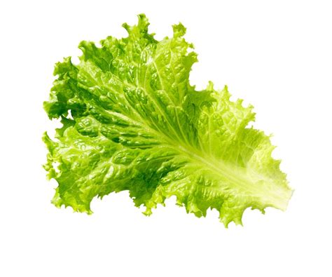 Green Leaf Lettuce