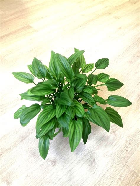 Дримиопсис (146 фото) - фото - картинки и рисунки: скачать бесплатно