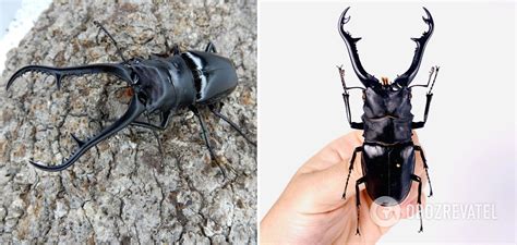 Worlds Largest Beetles What They Look Like Photos