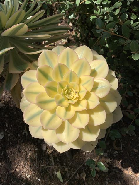 Beautiful Aeonium Sunburst In My Neighborhood Rsucculents