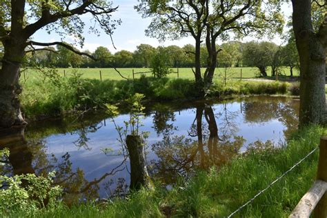 Great crested newts - Habitat Regeneration