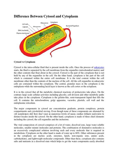cytosol  cytoplasm explained  cytosol cytoplasm