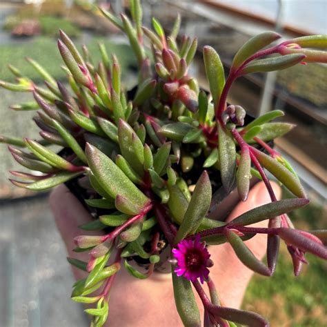 Delosperma Desert Dancers 'Purple' PPAF - Ice Plant (3.5" Pot) | Little