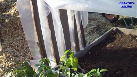 ПАРНИК РАКУШКА СВОИМИ РУКАМИ ЛЕГКО И ДЁШЕВО - YouTube