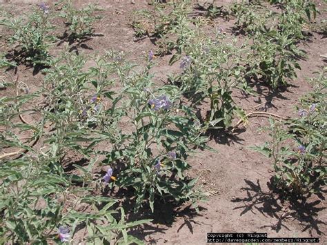 Plantfiles Pictures Solanum Species Bull Nettle Devil S Tomato Olive