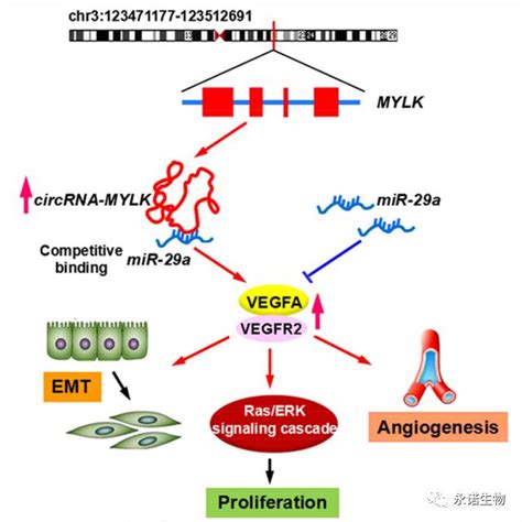 Rna Rna Mylk Vegfa Vegfr