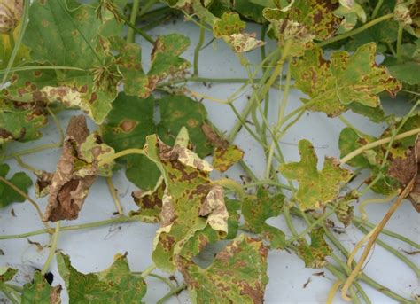 Gummy Stem Blight On Watermelon And Muskmelon Land Grant Press