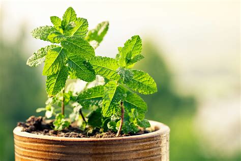 Can You Plant Different Herbs In One Pot at Sophia Hoff blog