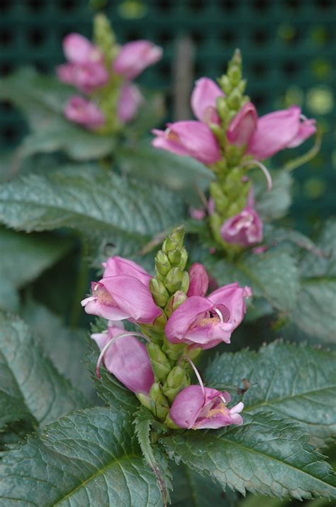 Hot Lips Turtlehead Chelone Lyonii Hot Lips In Wilmette Chicago Evanston Glenview Skokie