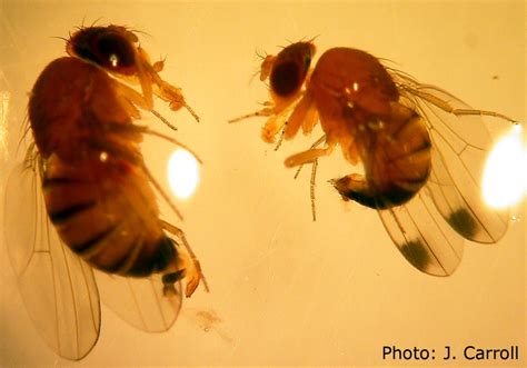 Sustained Catch In St Lawrence County Spotted Wing Drosophila