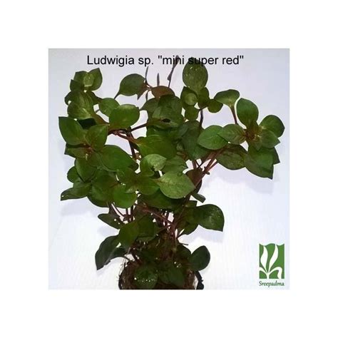 Ludwigia sp. 'mini super red' - Sreepadma
