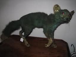 Taxidermy Gone Wrong - Gallery | eBaum's World