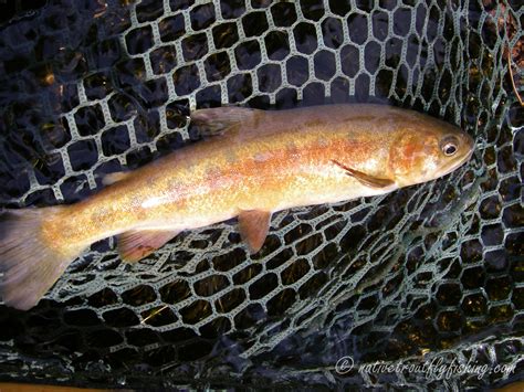 Native Trout Fly Fishing Paiute Cutthroat Trout