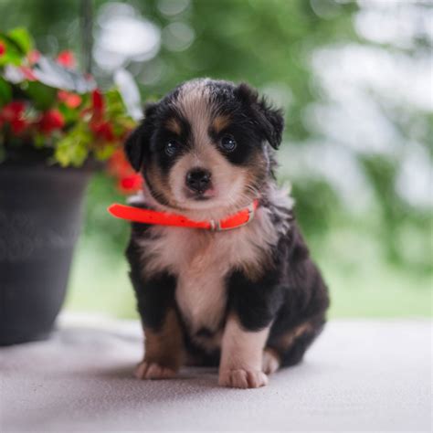 Tammy - Miniature Australian Shepherd Puppy for Sale in Rebersburg, PA