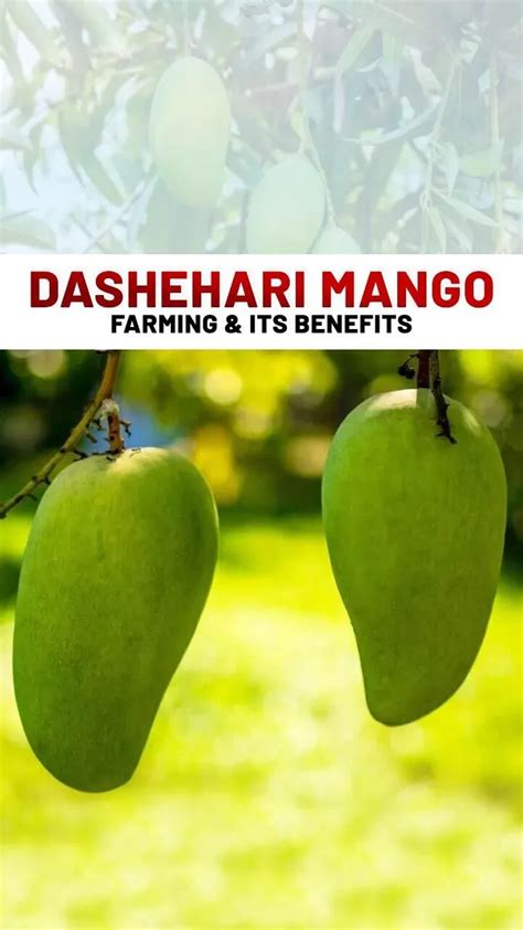 From Orchard To Market Dasheri Mango Farming In India