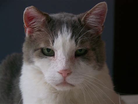 kidney disease in cats symptoms 1