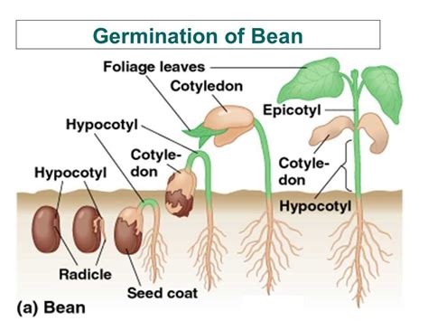 Breaking Down Bean Seed Germination: A Visual Guide