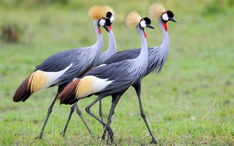 Red-crowned Crane Wallpapers - Top Free Red-crowned Crane Backgrounds ...