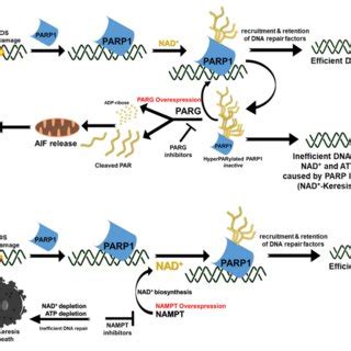 Pharmacological Modulation Of PAR Ad NAD In Cancers For Therapy A