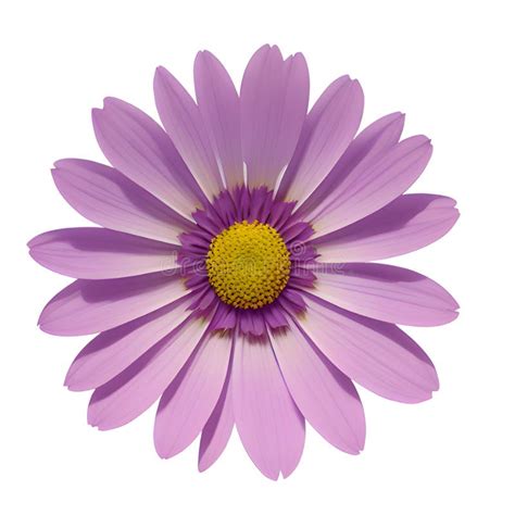 Purple Chrysanthemum Flower Isolated On A White Background Generative