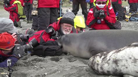 weaner elephant seal  friends  photographers youtube